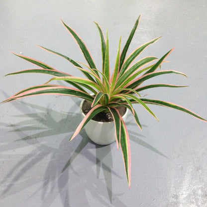 Fake Grass Potted Artificial Flower Window Decoration Small Ornament Hanging Basket - Pacisia