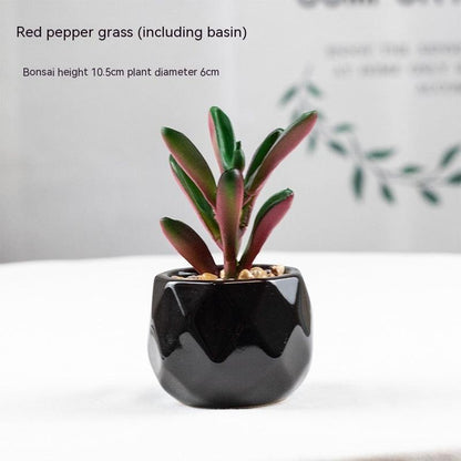 Artificial Succulents with Pots - Pacisia