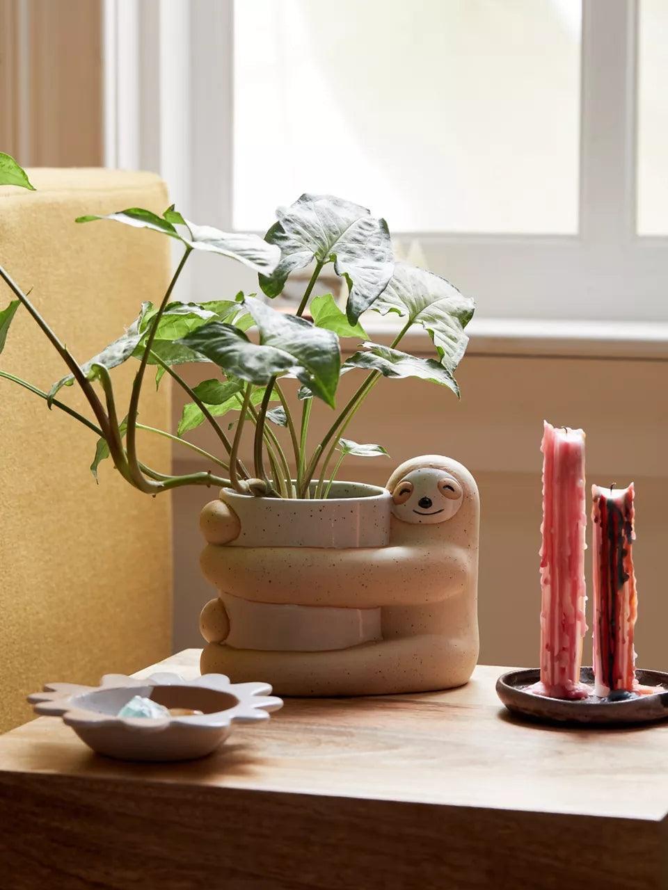 Cute, Creative And  Green Plant Potted Plants - Pacisia
