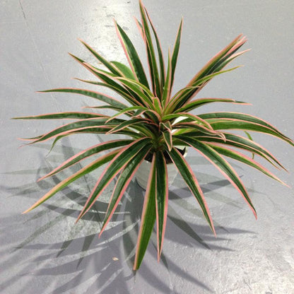Fake Grass Potted Artificial Flower Window Decoration Small Ornament Hanging Basket - Pacisia