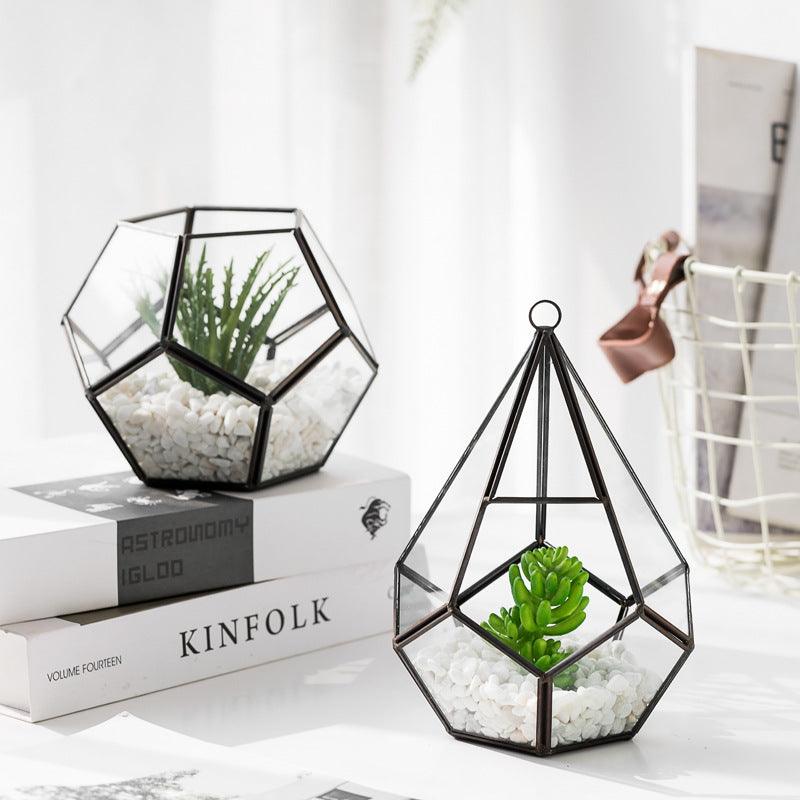 Home Succulent Decoration Bonsai Decoration - Pacisia
