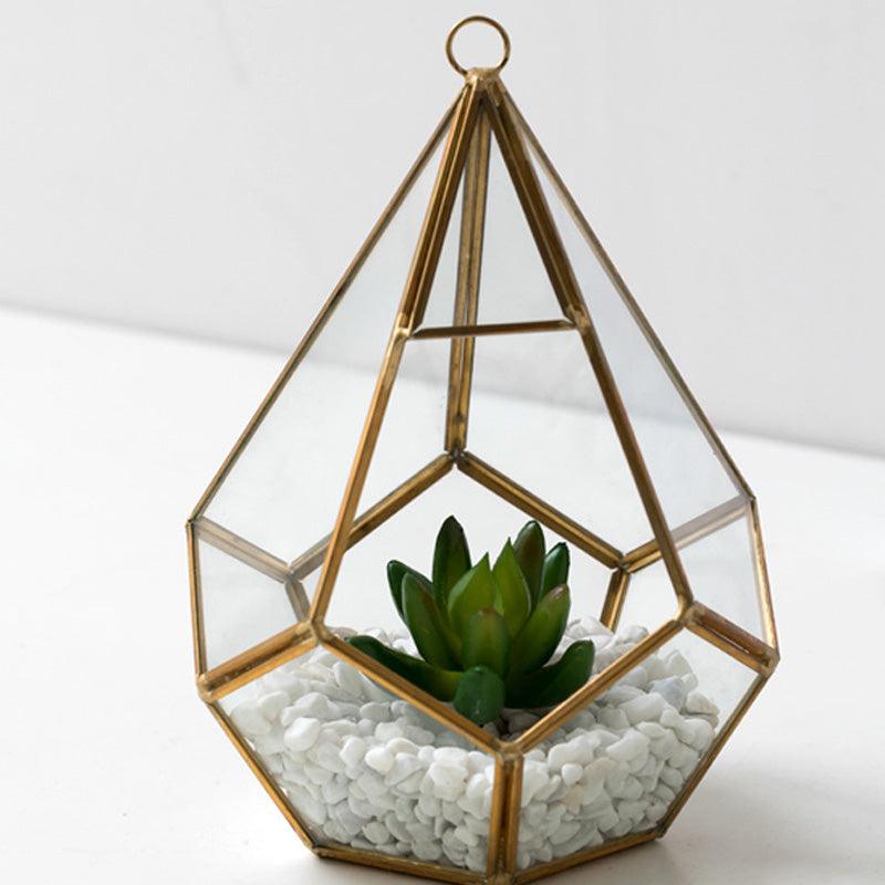 Home Succulent Decoration Bonsai Decoration - Pacisia