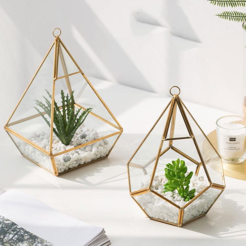 Home Succulent Decoration Bonsai Decoration - Pacisia